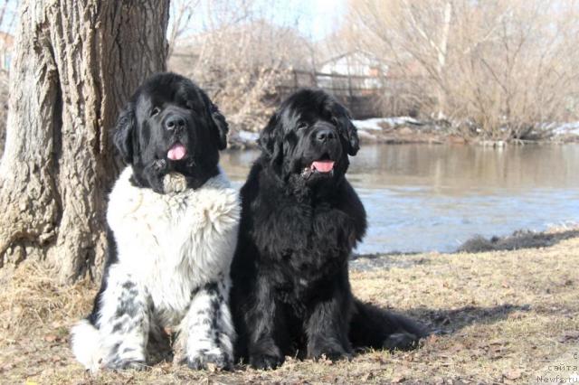 Фото: ньюфаундленд Super Bizon Argo (Супер Бизон Арго), ньюфаундленд Beguschaya po Volnam Sen'orita Sensaciya (Бегущая по Волнам Сеньорита Сенсация)