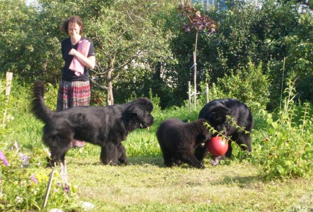 Фото: Галина Акулина, ньюфаундленд Beguschaya po Volnam Vsya Takaya Rastakaya (Бегущая по Волнам Вся Такая Растакая), Бегущая по волнам Харизма, ньюфаундленд Beguschaya po Volnam Samo Sovershenstvo (Бегущая по Волнам Само Совершенство)