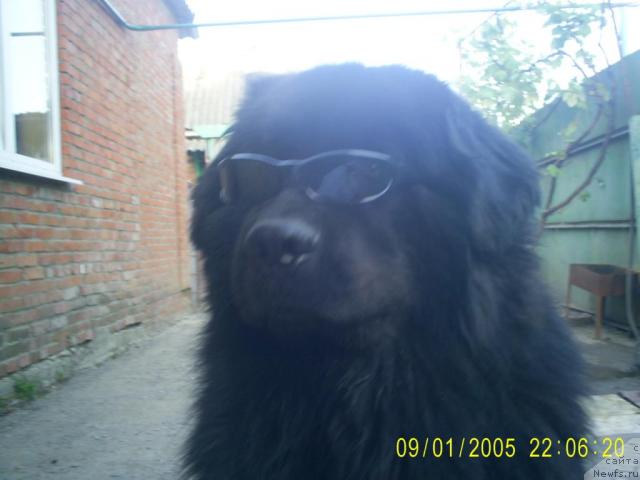 Фото: ньюфаундленд Emelya s Berega Dona (Емеля с Берега Дона)