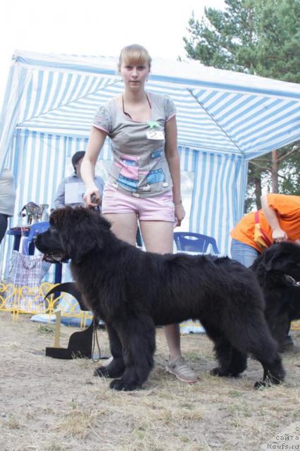 Фото: ньюфаундленд Baloven' Sud'byi (Баловень Судьбы)