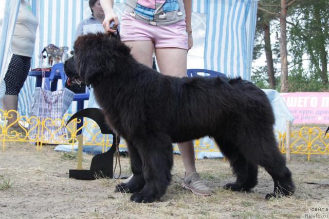 Фото: ньюфаундленд Baloven' Sud'byi (Баловень Судьбы)