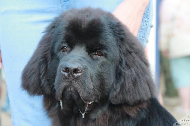 Фотография № 46372