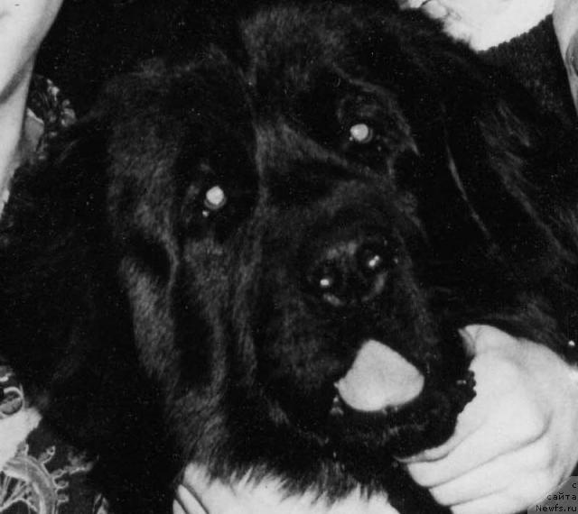 Фото: ньюфаундленд Pegas (Пегас)