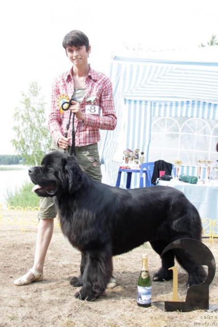 Фото: ньюфаундленд Flagman ot Sibirskogo Medvedja (Флагман от Сибирского Медведя)