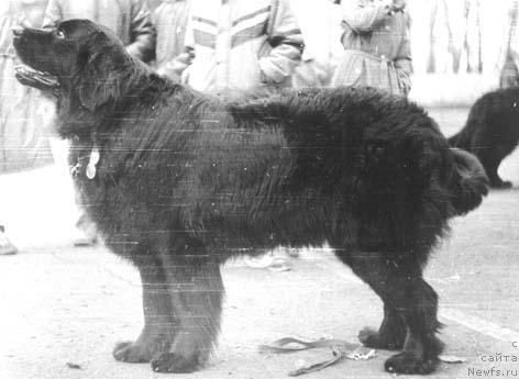 Фото: ньюфаундленд Surdara YArbi (Сурдара Ярби)