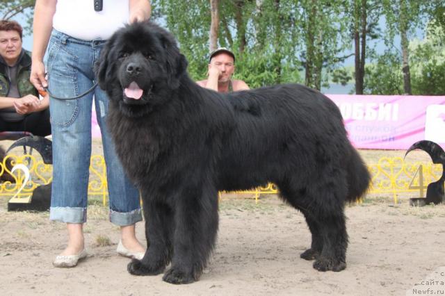 Фото: ньюфаундленд N'yufort Lunnyiy Barhat (Ньюфорт Лунный Бархат)