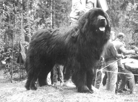 Фото: ньюфаундленд YAnvin Jofrey (Янвин Жофрей)