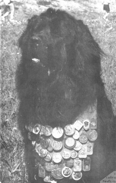 Фото: ньюфаундленд Juromti Gambo (Юромти Гамбо)