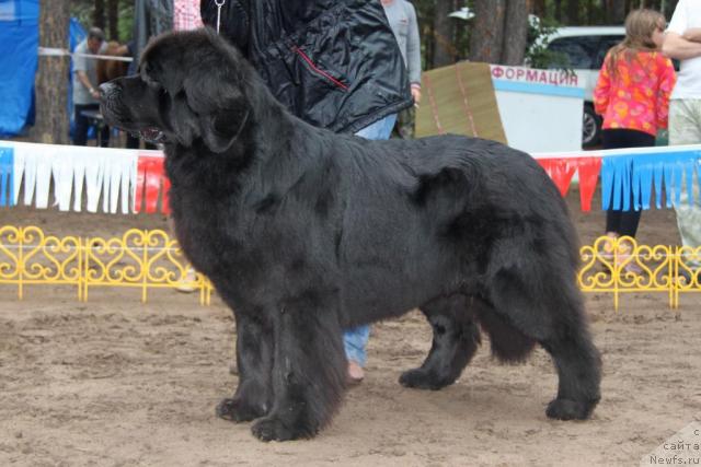 Фото: ньюфаундленд Aquatoriya Kelvin Zvezdnaya Koroleva (Акватория Келвин Звездная Королева)
