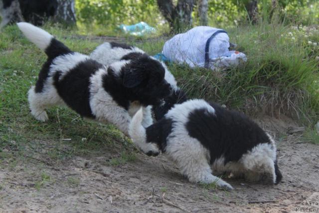 Фото: ньюфаундленд Akvian Song Zes Trib'yut tu Feshen (Аквиан Сонг Зес Трибьют ту Фешен), и, ньюфаундленд Akvian Song Zest Beautiful (Аквиан Сонг Зест Бьютифул)