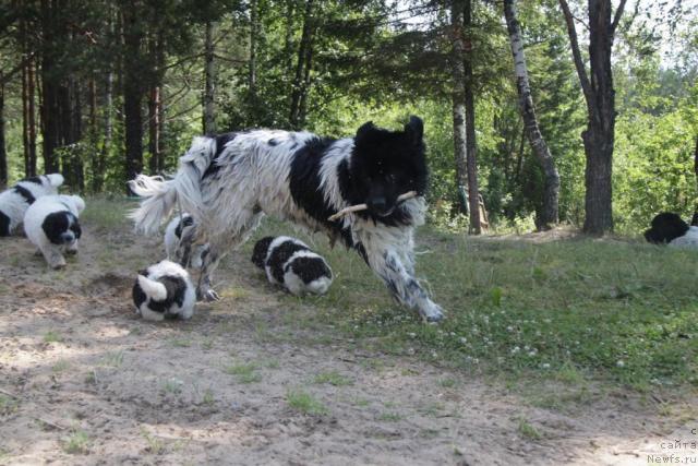 Фото: ньюфаундленд Plyushevaya Panda La Bella (Плюшевая Панда Ла Белла)