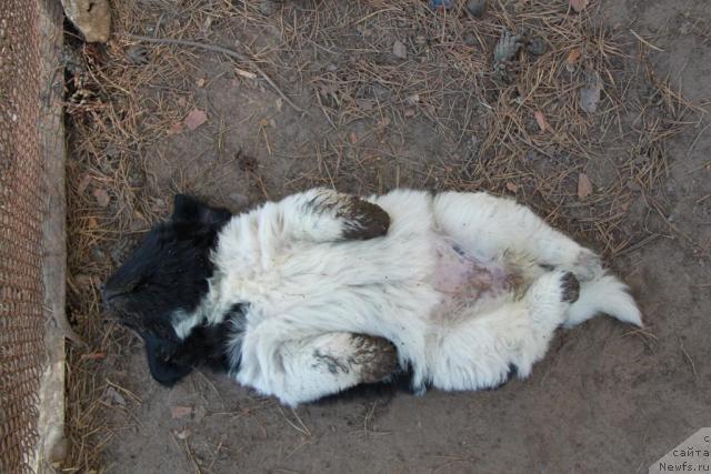 Фото: ньюфаундленд Akvian Song Zes Trib'yut tu Feshen (Аквиан Сонг Зес Трибьют ту Фешен)