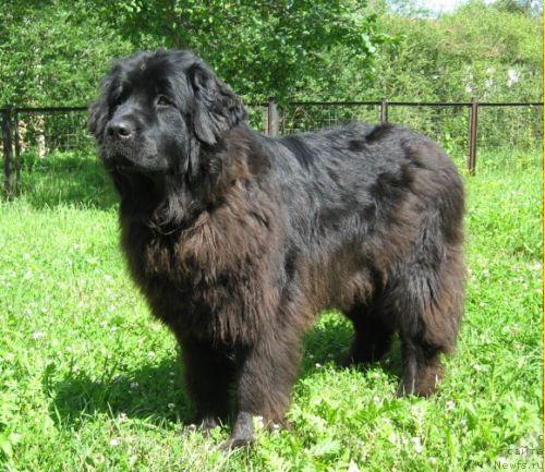 Фото: ньюфаундленд Oktaviya Blek Star (Октавия Блек Стар)