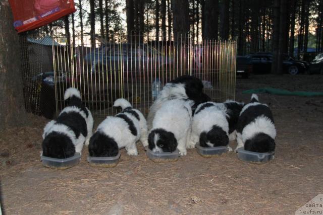 Фото: ньюфаундленд Akvian Song Zes Trib'yut tu Feshen (Аквиан Сонг Зес Трибьют ту Фешен), ньюфаундленд Akvian Song Zippi Panda (Аквиан Сонг Зиппи Панда), ньюфаундленд Akvian Song Zefir (Аквиан Сонг Зефир), ньюфаундленд Akvian Song Zero Graviti (Аквиан Сонг Зеро Гравити), ньюфаундленд Akvian Song Zest Beautiful (Аквиан Сонг Зест Бьютифул)