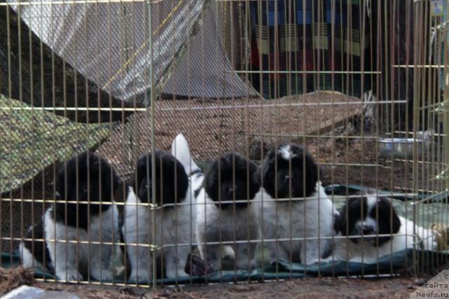 Фото: ньюфаундленд Akvian Song Zes Trib'yut tu Feshen (Аквиан Сонг Зес Трибьют ту Фешен), ньюфаундленд Akvian Song Zest Beautiful (Аквиан Сонг Зест Бьютифул), ньюфаундленд Akvian Song Zippi Panda (Аквиан Сонг Зиппи Панда), ньюфаундленд Akvian Song Zero Graviti (Аквиан Сонг Зеро Гравити), ньюфаундленд Akvian Song Zefir (Аквиан Сонг Зефир)