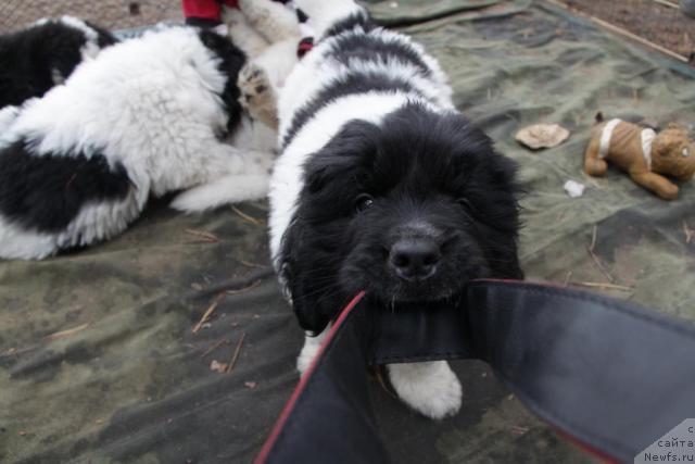 Фото: ньюфаундленд Akvian Song Zippi Panda (Аквиан Сонг Зиппи Панда)