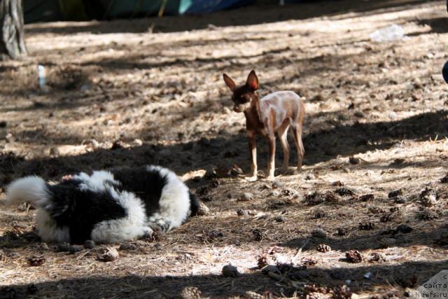 Фото: ньюфаундленд Akvian Song Zes Trib'yut tu Feshen (Аквиан Сонг Зес Трибьют ту Фешен)