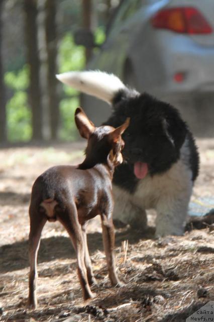 Фото: ньюфаундленд Akvian Song Zes Trib'yut tu Feshen (Аквиан Сонг Зес Трибьют ту Фешен)