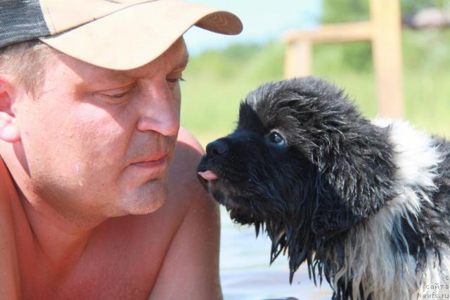 Фото: ньюфаундленд Akvian Song Zes Trib'yut tu Feshen (Аквиан Сонг Зес Трибьют ту Фешен), Sergey Pritula (Сергей Притула)