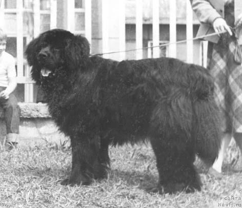 Фото: ньюфаундленд Vitas (Витас)