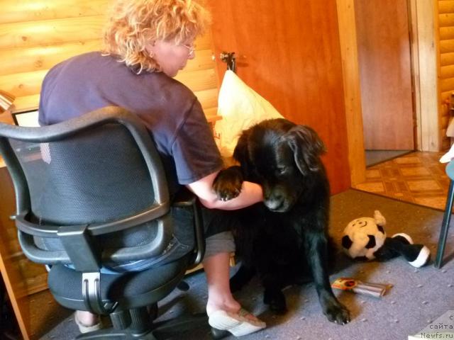 Фото: Elena SHigal' (Елена Шигаль), ньюфаундленд Bonni Flayt (Бонни Флайт)