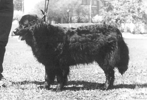 Фото: ньюфаундленд Baffi Dari (Баффи Дари)