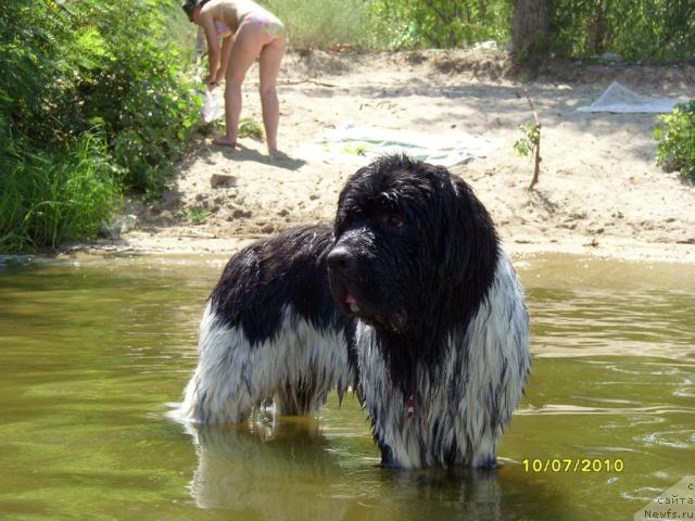 Фото: ньюфаундленд Plyushevaya Panda Stil'-Sankt-Peterburga (Плюшевая Панда Стиль-Санкт-Петербурга)