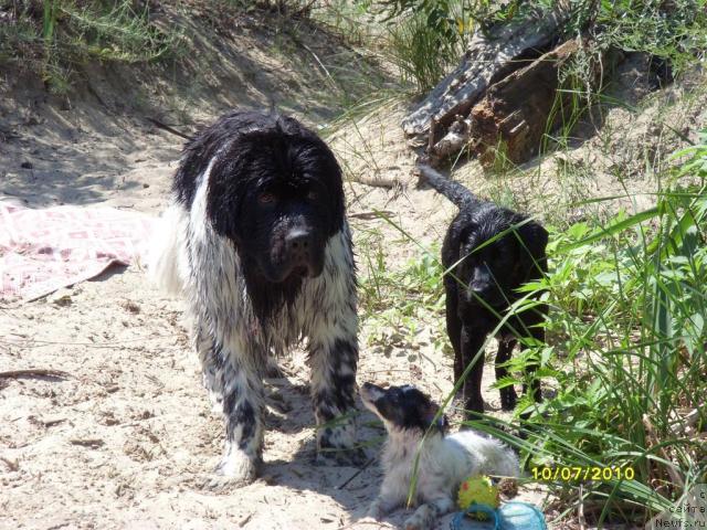 Фото: ньюфаундленд Plyushevaya Panda Stil'-Sankt-Peterburga (Плюшевая Панда Стиль-Санкт-Петербурга)