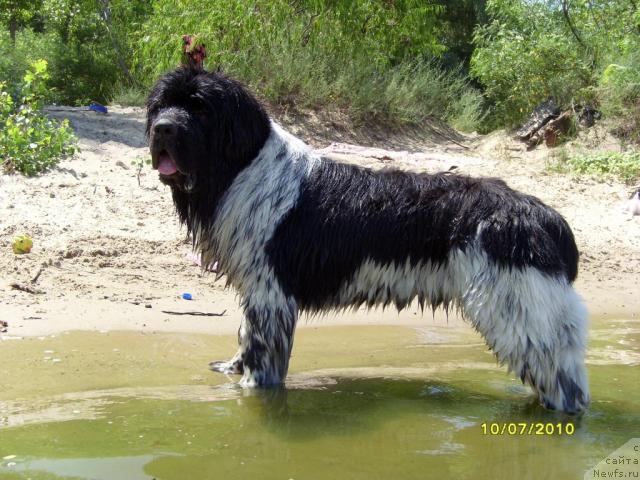 Фото: ньюфаундленд Plyushevaya Panda Stil'-Sankt-Peterburga (Плюшевая Панда Стиль-Санкт-Петербурга)