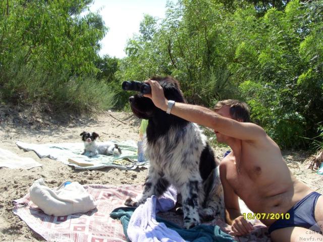 Фото: ньюфаундленд Plyushevaya Panda Stil'-Sankt-Peterburga (Плюшевая Панда Стиль-Санкт-Петербурга)