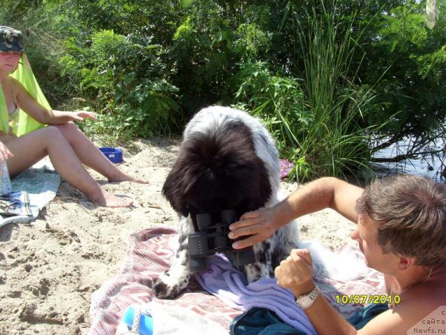 Фото: ньюфаундленд Plyushevaya Panda Stil'-Sankt-Peterburga (Плюшевая Панда Стиль-Санкт-Петербурга)