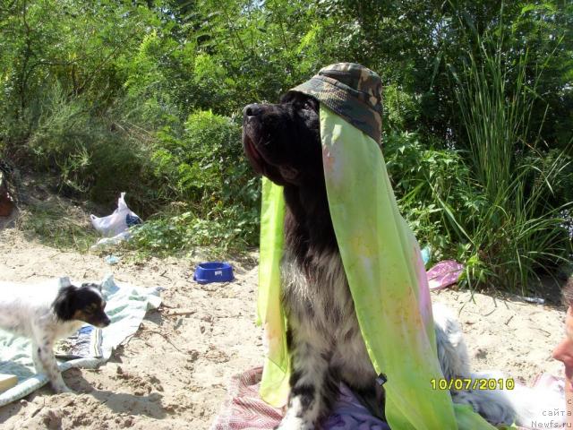 Фото: ньюфаундленд Plyushevaya Panda Stil'-Sankt-Peterburga (Плюшевая Панда Стиль-Санкт-Петербурга)