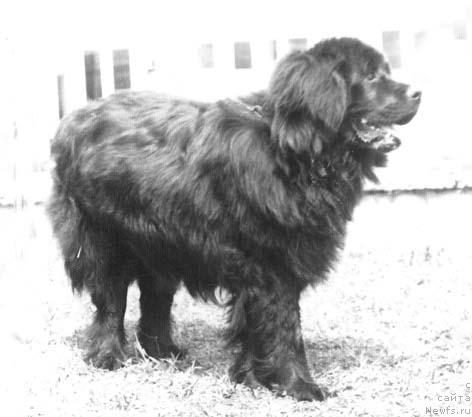 Фото: ньюфаундленд Vitas (Витас)