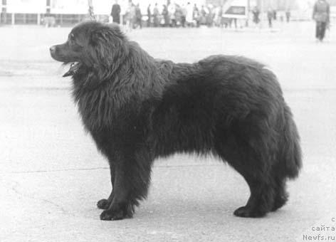 Фото: ньюфаундленд Erona Aster (Ерона Астер)