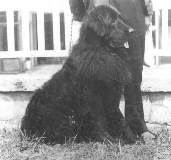 Фото: ньюфаундленд Silur Gapi (Силур Гапи)