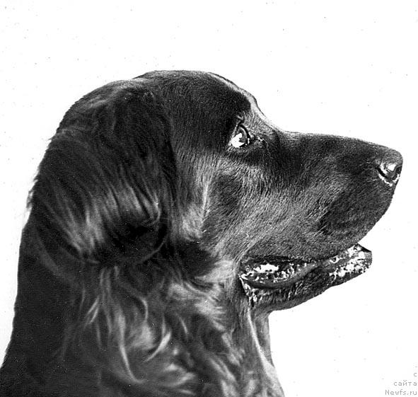 Фото: ньюфаундленд Laura (Лаура)