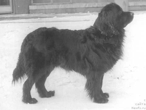 Фото: ньюфаундленд Klemenciya Jan (Клеменция Жан)