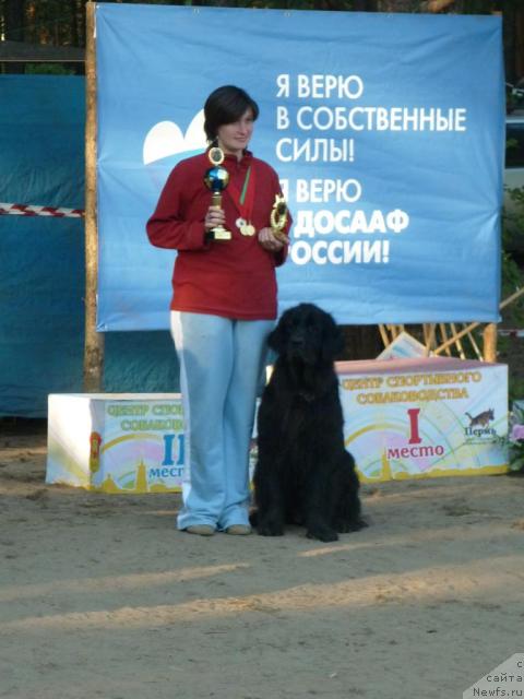 Фото: Irina Nazarova (Ирина Назарова), ньюфаундленд CHarodeyka Fabiggi (Чародейка Фабигги)