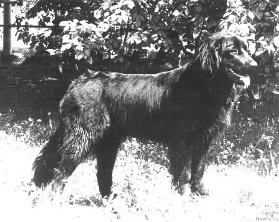 Фото: ньюфаундленд Rina Il (Рина Ил)