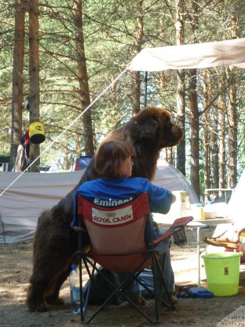 Фото: Tat'yana Abutova (Татьяна Абутова), ньюфаундленд Amazing Grace vom Riesrand