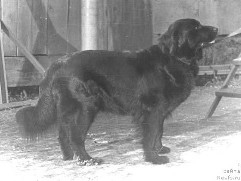 Фото: ньюфаундленд SHaydinika (Шайдиника)