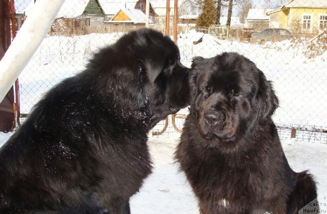 Фото: ньюфаундленд My Big Dream Eyecatcher, ньюфаундленд Kukla Barbi iz Antagrada (Кукла Барби из Антаграда)