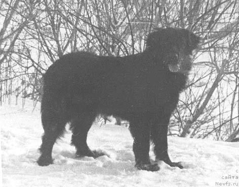 Фото: ньюфаундленд Ofeliya Skibi (Офелия Скиби)