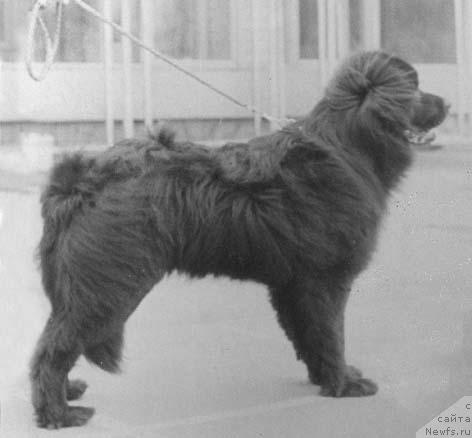 Фото: ньюфаундленд Hanger Zar (Хангер Зар)