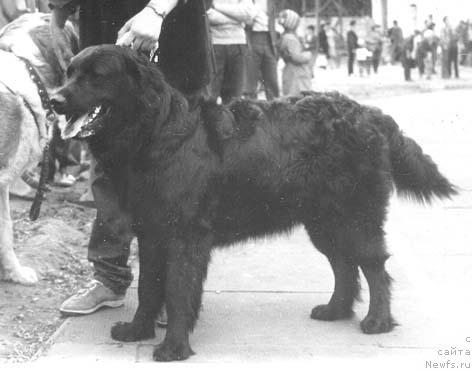 Фото: ньюфаундленд Mariya Mirabella Skay Terra Nova (Мария Мирабелла Скай Терра Нова)
