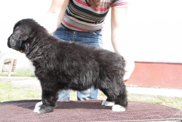 Фото: ньюфаундленд Ikona Stilya (Икона Стиля)