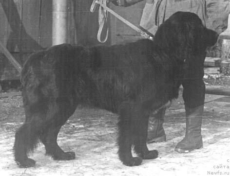 Фото: ньюфаундленд Jan CHarvens (Жан Чарвенс)