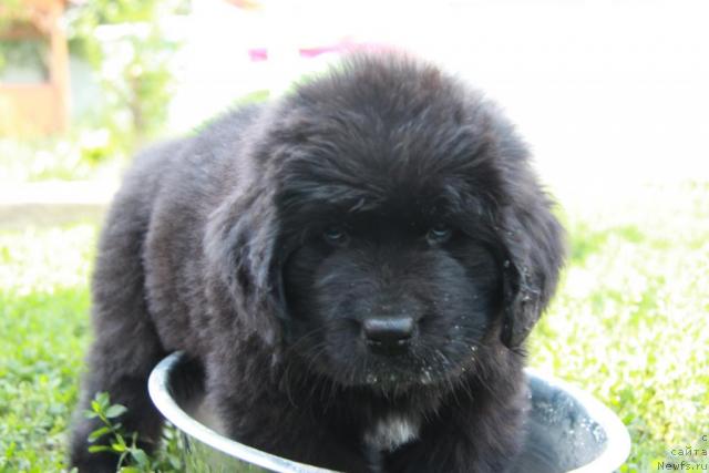 Фото: ньюфаундленд Imperatrica Krasotyi (Императрица Красоты)