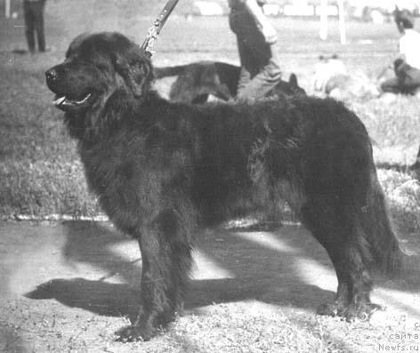 Фото: ньюфаундленд SHeyla Vug (Шейла Вуг)