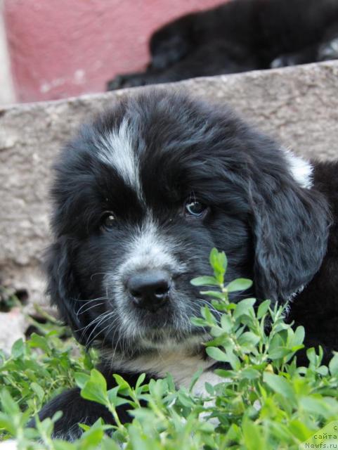 Фото: ньюфаундленд Ivanushka Interneshnl (Иванушка Интернешнл)